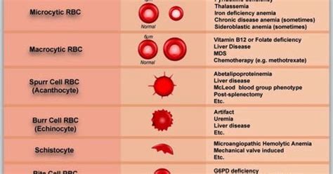 abnormal morphology blood test.